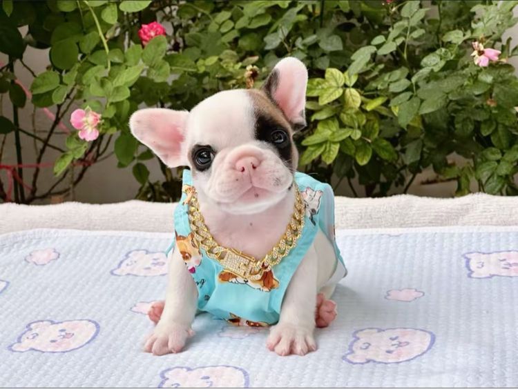 เฟรนบลูด็อก ชาย รูปที่ 6