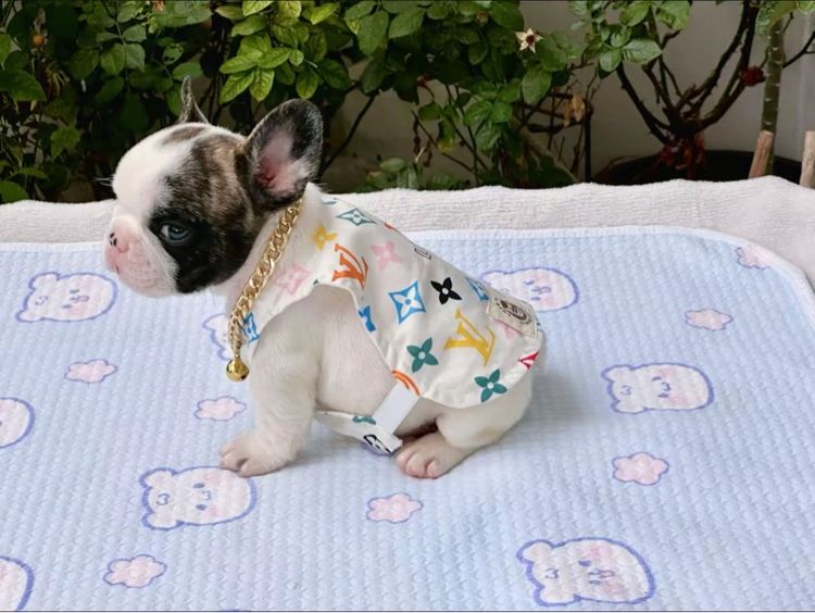 เฟรนบลูด็อก ชาย รูปที่ 8