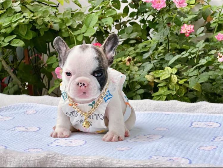 เฟรนบลูด็อก ชาย รูปที่ 6