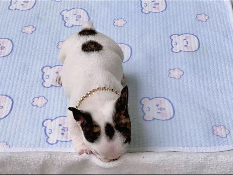 เฟรนบลูด็อก ชาย รูปที่ 13