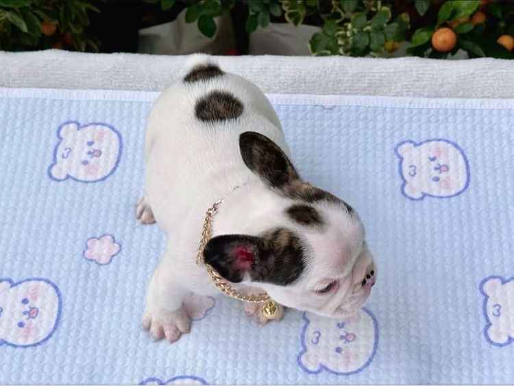 เฟรนบลูด็อก ชาย รูปที่ 12