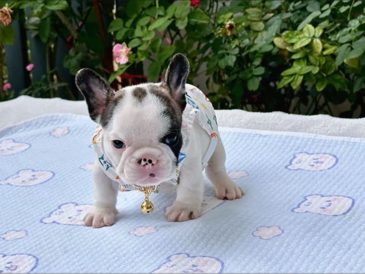 เฟรนบลูด็อก ชาย รูปที่ 11