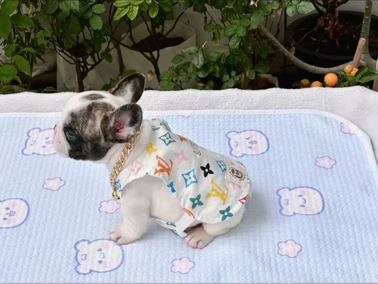 เฟรนบลูด็อก ชาย รูปที่ 10