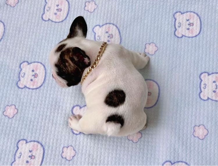 เฟรนบลูด็อก ชาย รูปที่ 14