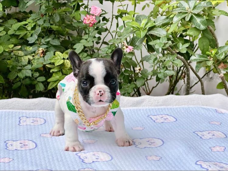 เฟรนบลูด็อก หญิง รูปที่ 13