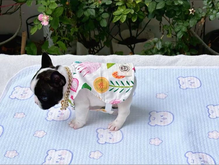 เฟรนบลูด็อก หญิง รูปที่ 17