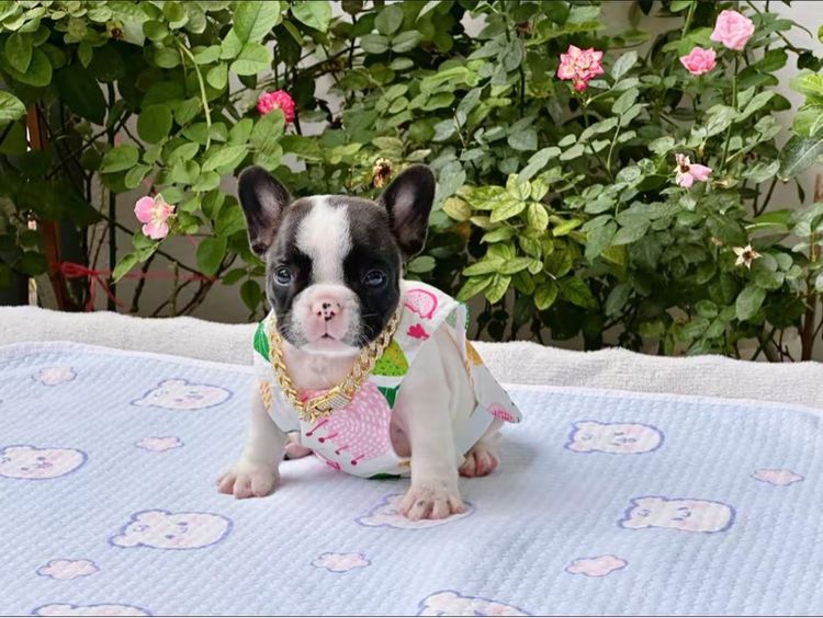 เฟรนบลูด็อก หญิง รูปที่ 7