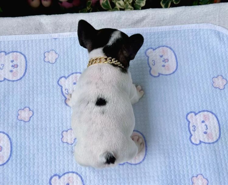 เฟรนบลูด็อก หญิง รูปที่ 18