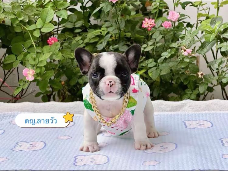 เฟรนช์ บูลด็อก (French Bulldog) เล็ก เฟรนบลูด็อก หญิง