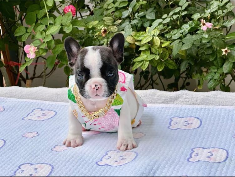 เฟรนบลูด็อก หญิง รูปที่ 8