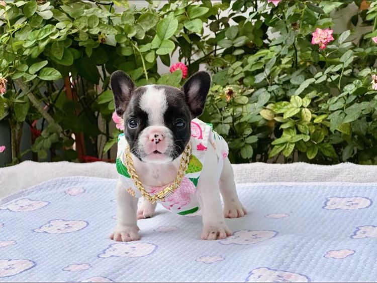 เฟรนบลูด็อก หญิง รูปที่ 9