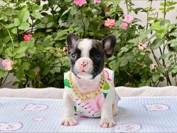 เฟรนบลูด็อก หญิง รูปที่ 6