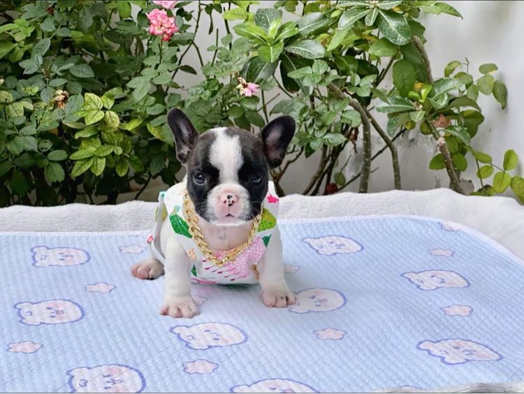 เฟรนบลูด็อก หญิง รูปที่ 4