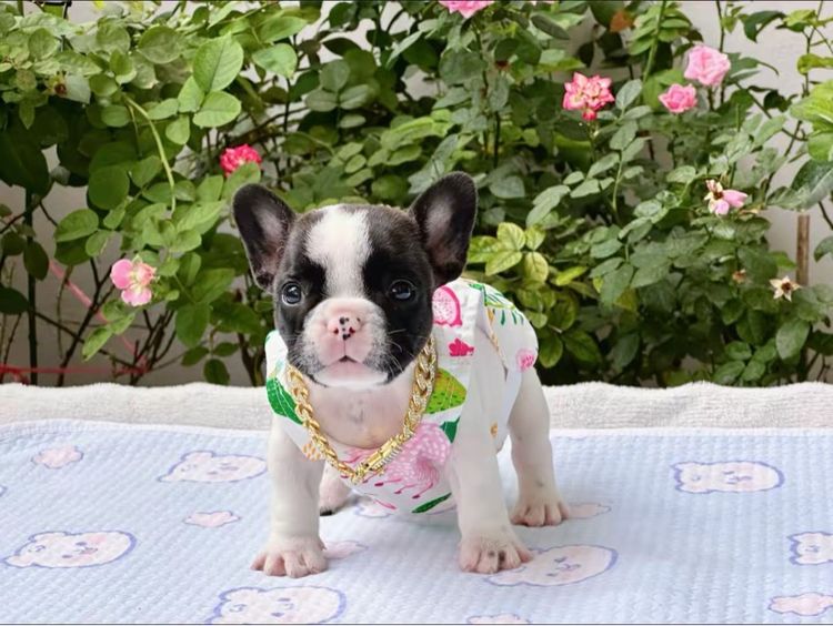 เฟรนบลูด็อก หญิง รูปที่ 3