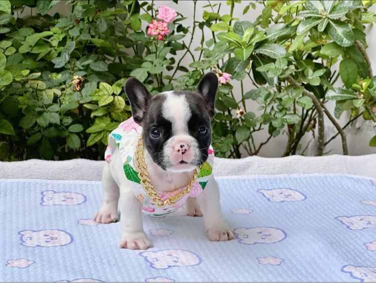 เฟรนบลูด็อก หญิง รูปที่ 14