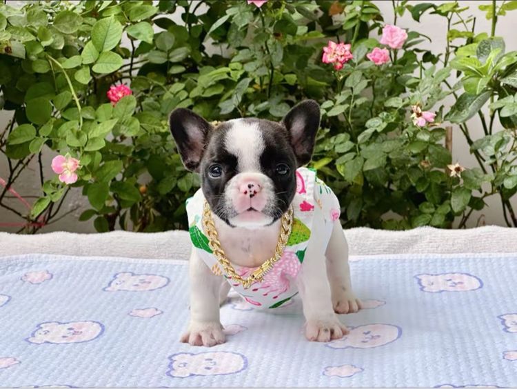 เฟรนบลูด็อก หญิง รูปที่ 2