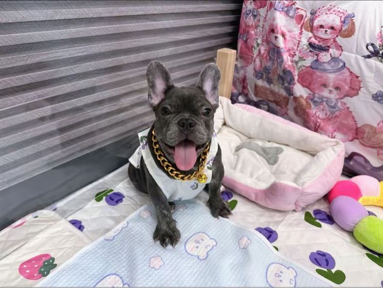 เฟรนบลูด็อก สีบลูติดเสือ  รูปที่ 11