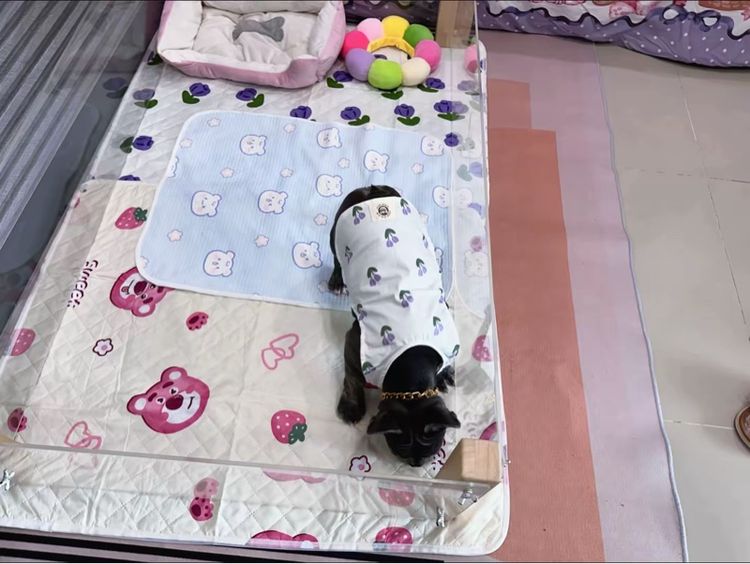 เฟรนบลูด็อก สีบลูติดเสือ  รูปที่ 18