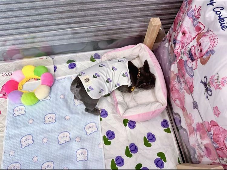 เฟรนบลูด็อก สีบลูติดเสือ  รูปที่ 7