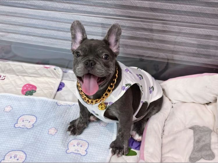 เฟรนบลูด็อก สีบลูติดเสือ  รูปที่ 9