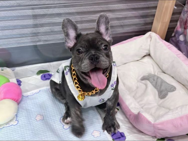 เฟรนบลูด็อก สีบลูติดเสือ  รูปที่ 4