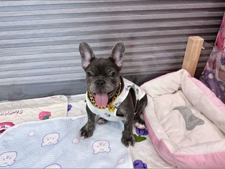 เฟรนบลูด็อก สีบลูติดเสือ  รูปที่ 13