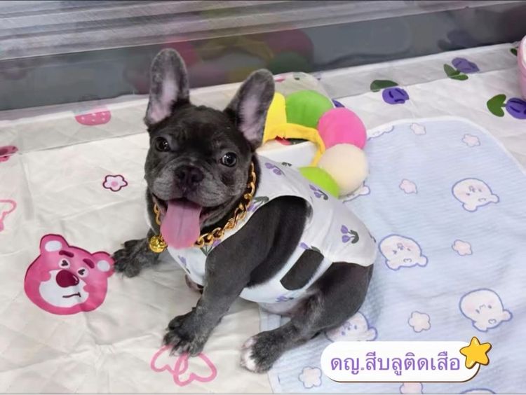 เฟรนช์ บูลด็อก (French Bulldog) เล็ก เฟรนบลูด็อก สีบลูติดเสือ 