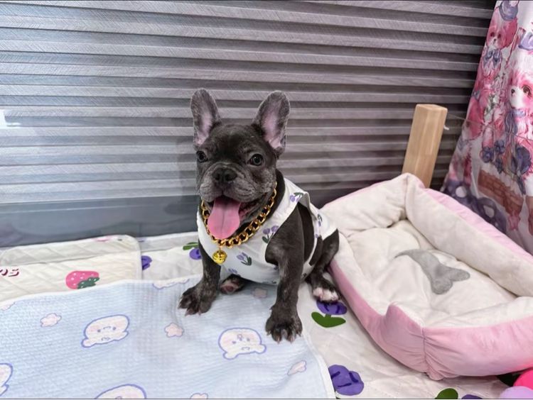 เฟรนบลูด็อก สีบลูติดเสือ  รูปที่ 17