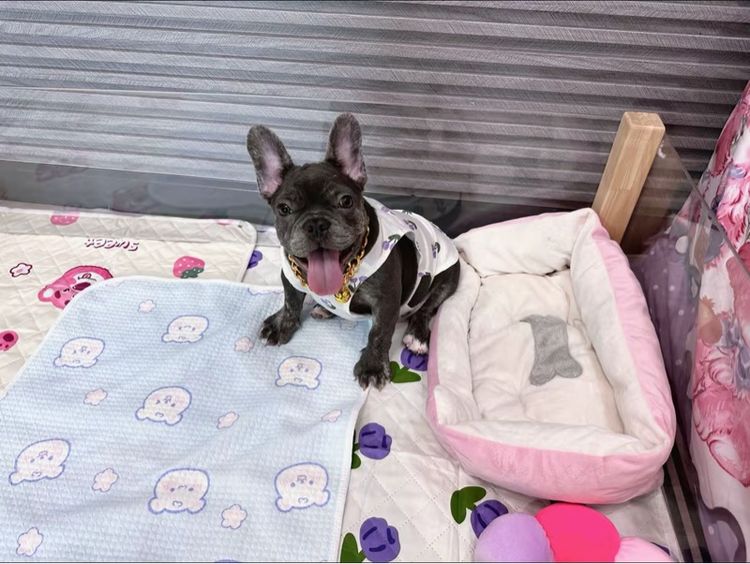 เฟรนบลูด็อก สีบลูติดเสือ  รูปที่ 10