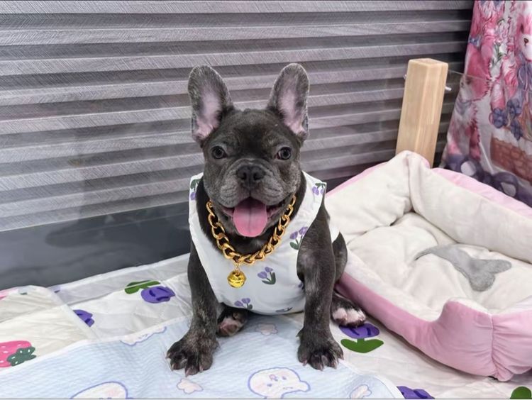 เฟรนบลูด็อก สีบลูติดเสือ  รูปที่ 14