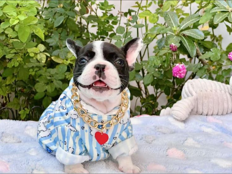 เฟรนบลูด็อก หญิง รูปที่ 6