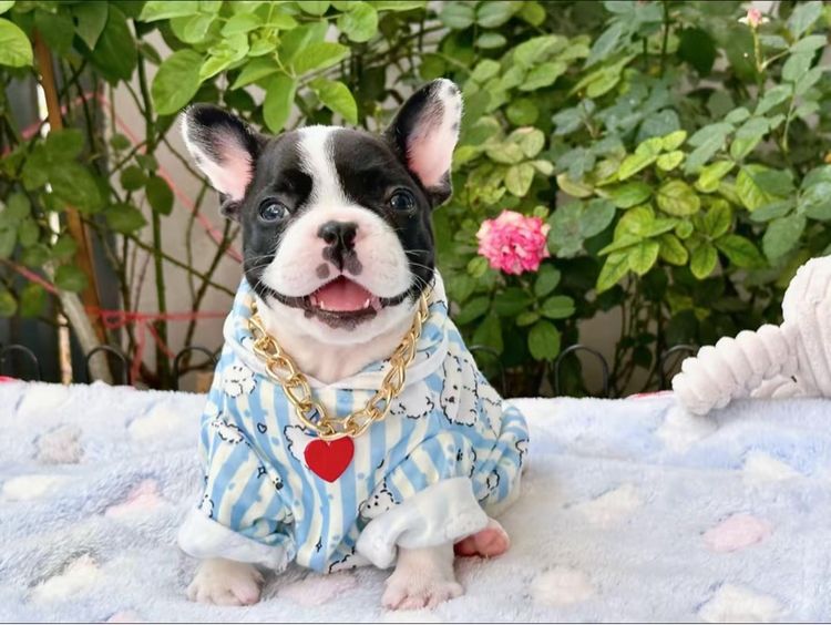 เฟรนบลูด็อก หญิง รูปที่ 9