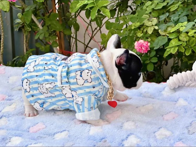 เฟรนบลูด็อก หญิง รูปที่ 17