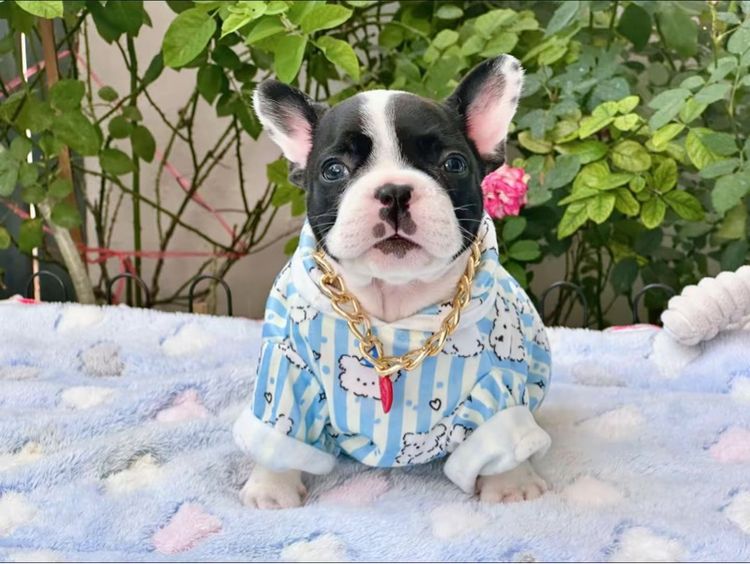 เฟรนบลูด็อก หญิง รูปที่ 13