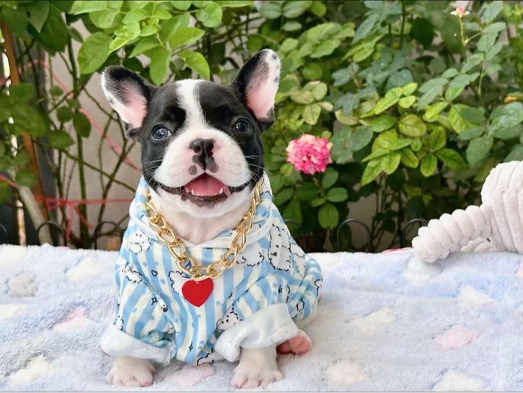 เฟรนบลูด็อก หญิง รูปที่ 8