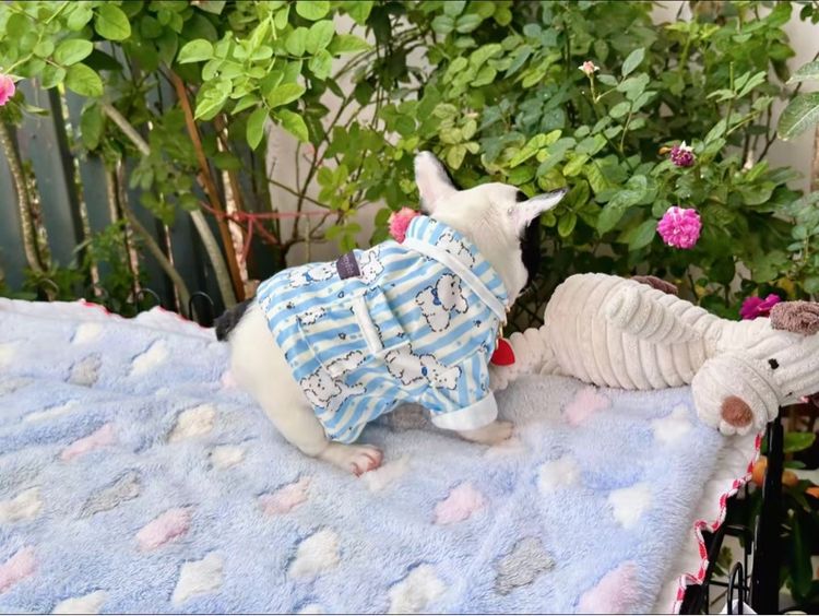 เฟรนบลูด็อก หญิง รูปที่ 16