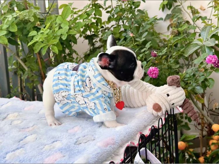 เฟรนบลูด็อก หญิง รูปที่ 18