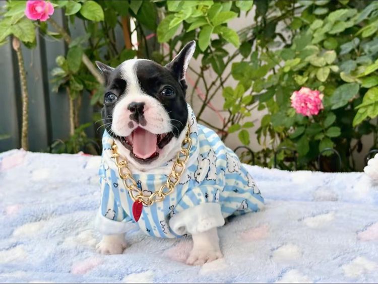 เฟรนบลูด็อก หญิง รูปที่ 14