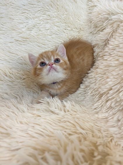 แมวส้มสายพันธุ์ EXO ตัวเมีย รูปที่ 9