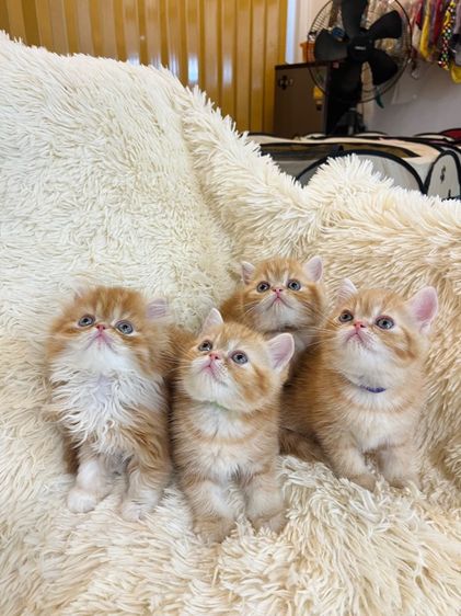 แมวส้มสายพันธุ์ EXO ตัวเมีย รูปที่ 5