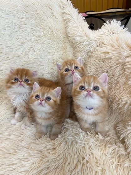 แมวส้มสายพันธุ์ EXO ตัวเมีย