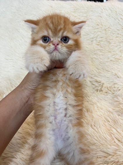 แมวส้มสายพันธุ์ EXO ตัวเมีย รูปที่ 18