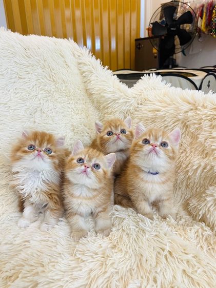 แมวส้มสายพันธุ์ EXO ตัวเมีย รูปที่ 3