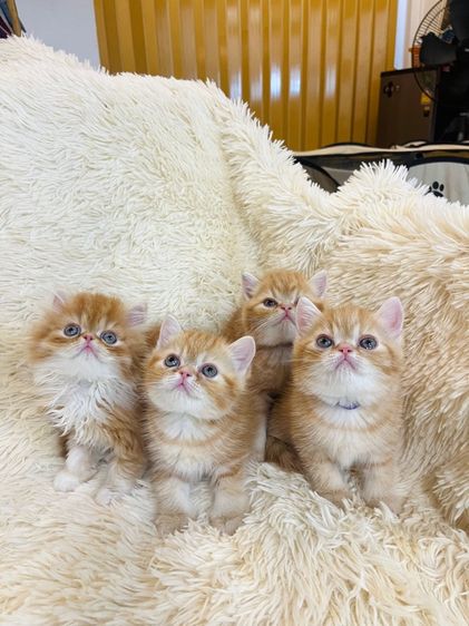 แมวส้มสายพันธุ์ EXO ตัวเมีย รูปที่ 4