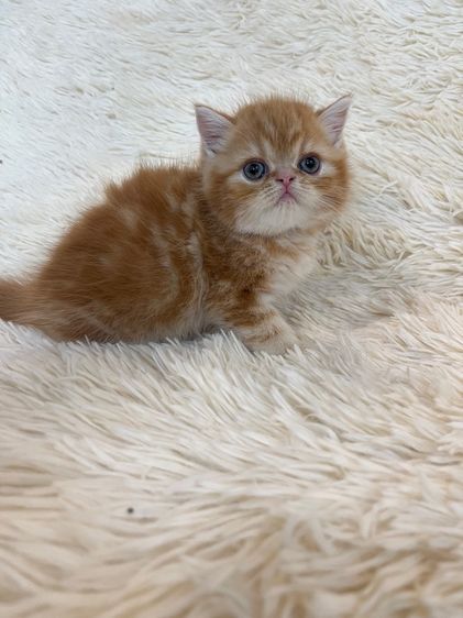 แมวส้มสายพันธุ์ EXO ตัวเมีย รูปที่ 12