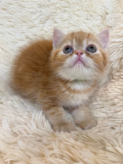 แมวส้มสายพันธุ์ EXO ตัวเมีย รูปที่ 17