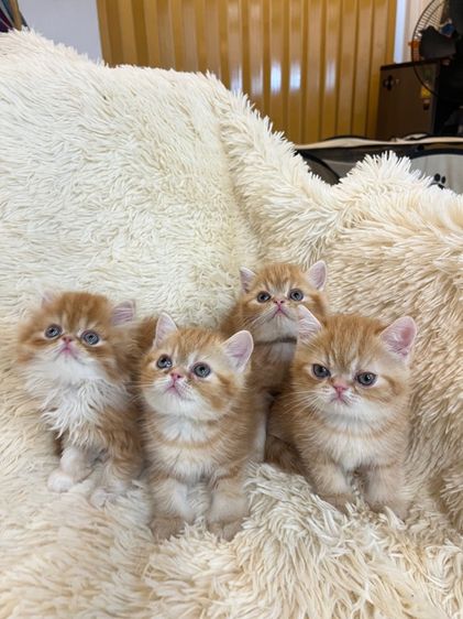 แมวส้มสายพันธุ์ EXO ตัวเมีย รูปที่ 6