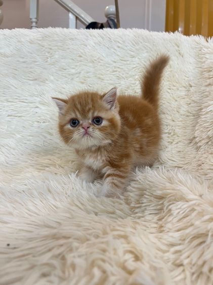 แมวส้มสายพันธุ์ EXO ตัวเมีย รูปที่ 16