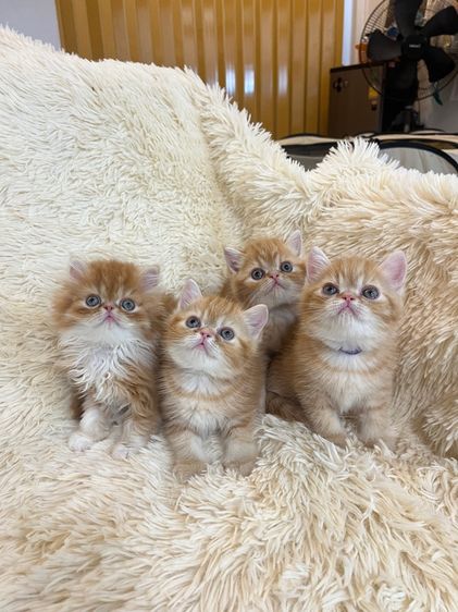 แมวส้มสายพันธุ์ EXO ตัวเมีย รูปที่ 2