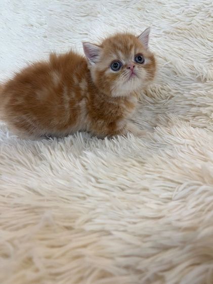 แมวส้มสายพันธุ์ EXO ตัวเมีย รูปที่ 13